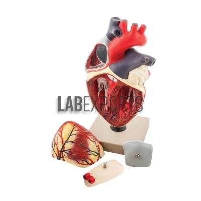 Human Heart, 4 Parts