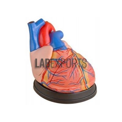 Human Heart, Jumbo