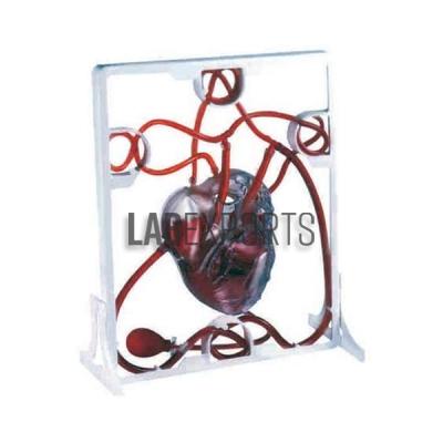 Human Heart, Pumping