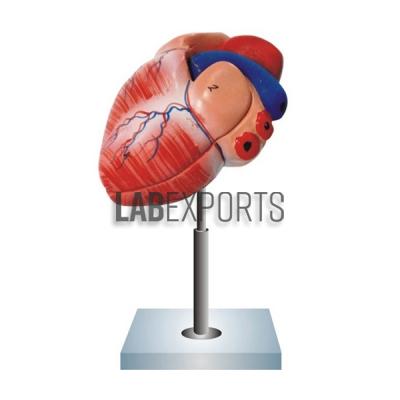 Human Heart (made of ABS)