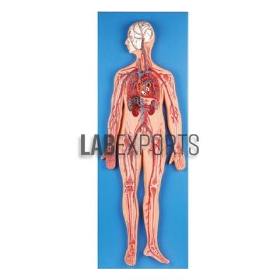 Human Circulatory System