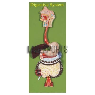 Human Digestive System