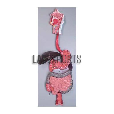 Human Digestive System, 3 Parts