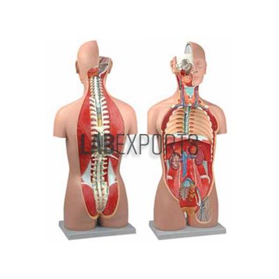 Human Torso, Dual Sex With Open Back 27-Part