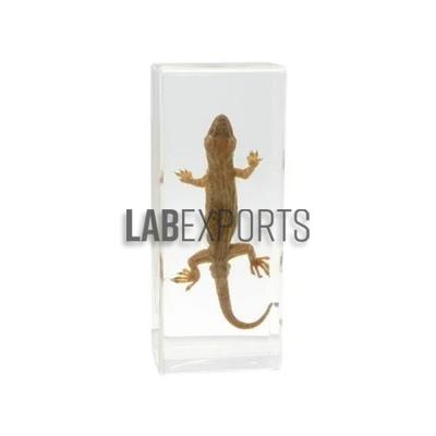 Specimen Of Gecko