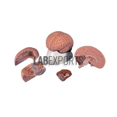 Human Brain Model, 4 Parts