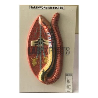 Earthworm Anatomical Model