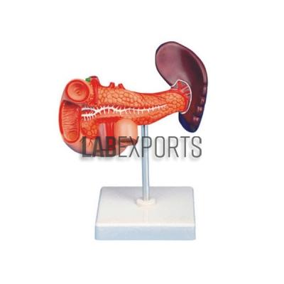 Human Pancreas, Spleen and Duodenum