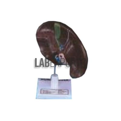 Human Liver With Gall Bladder