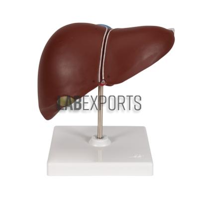 Human Liver Model