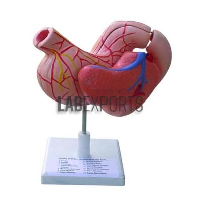 Human Stomach, on Stand