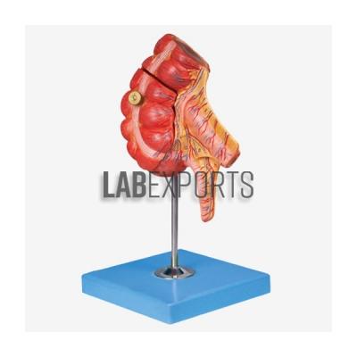 Appendix and Caecum