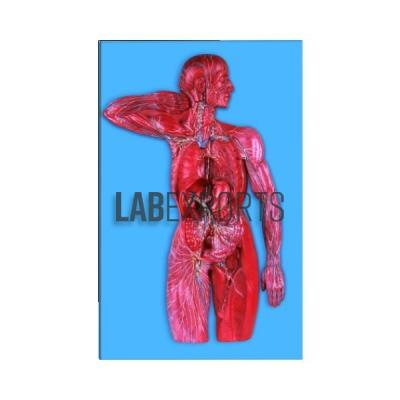 Lymphatic System