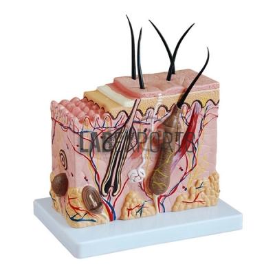 Human Skin