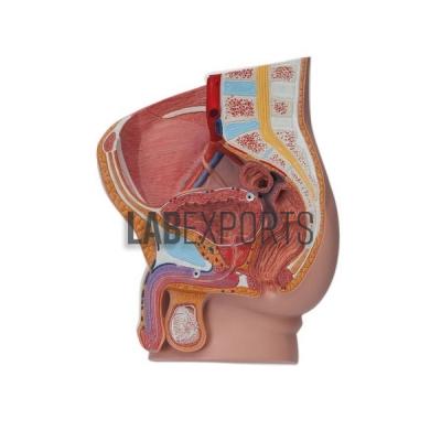 Human Pelvis, Male