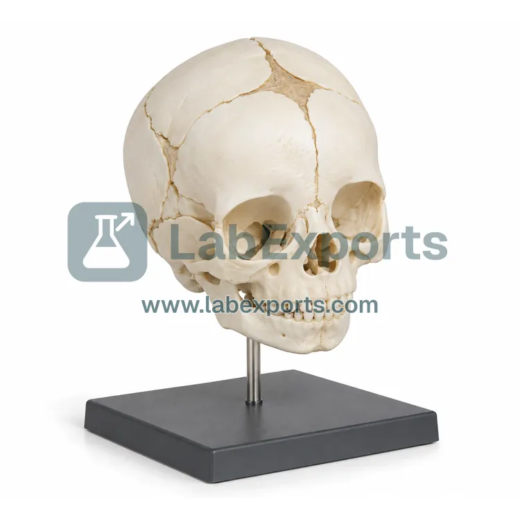 Baby Skull