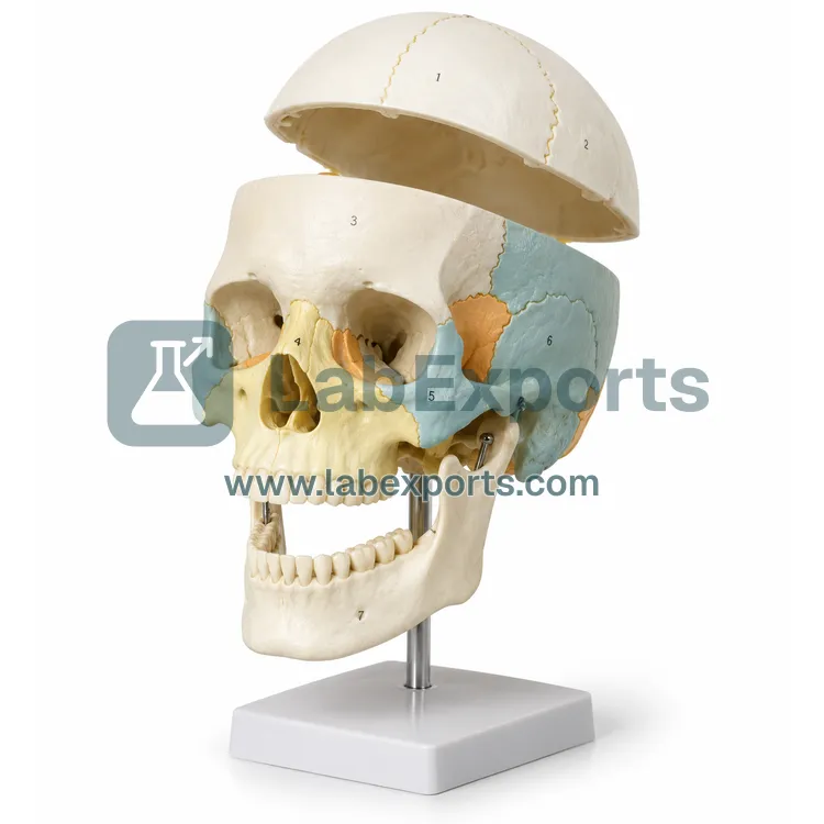 Human Skull, 3 Parts Numbered